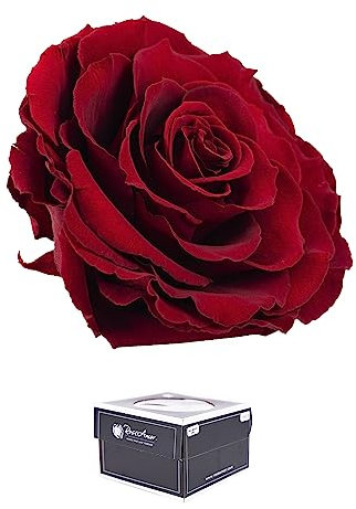 Ewige Rose Infinity Rosen in Geschenkbox Deko Rosenblätter getrocknet Echte konservierte Rosen Rosenkopf Rosenbox Muttertagsgeschenk (Geschenkbox Bonita Dunkel Rot)