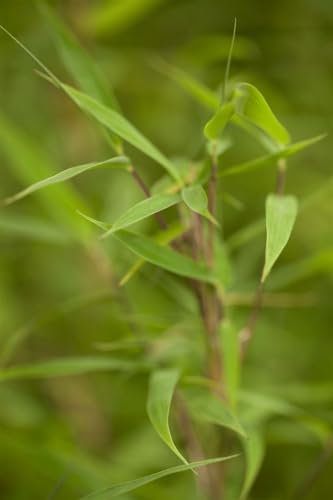 Fargesia murieliae 'Bimbo' 80-100 cm - Bambus, immergrün, ideal für Hecken und Sichtschutz, winterhart, pflegeleicht, nicht invasiv