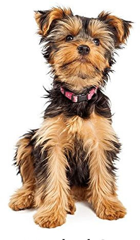 Hunde Aufkleber Sticker Motiv Yorkshire Terrier Autoaufkleber Tiere