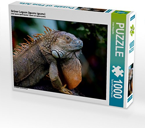 CALVENDO Puzzle Grüner Leguan (Iguana Iguana) 1000 Teile Puzzle quer | Lege-Größe cm Foto-Puzzle für glückliche Stunden