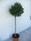 Vero albero d'oliva Styl deco, Olea europea, 140/150 cm, tronco dritto 80-85