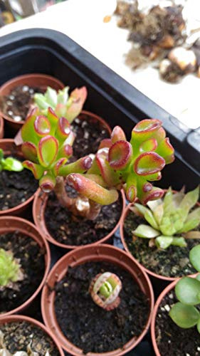 Crassule ovata Gollum Vaso succulente Succulente 5 CMS:Seeds