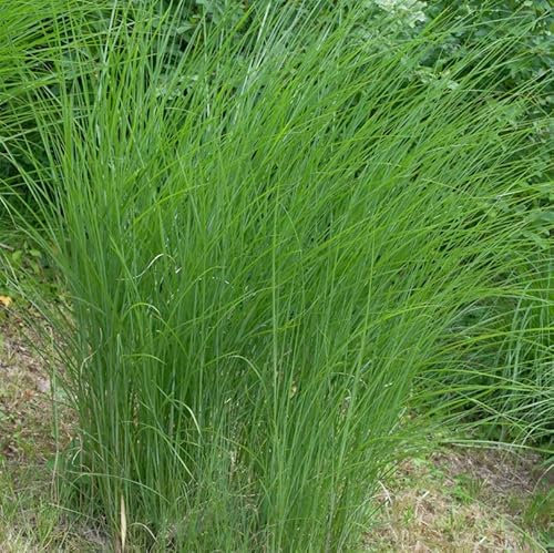 Chinaschilf Gracillimus - XXXL Topf - Miscanthus sinensis