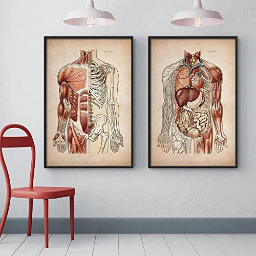 GSHRED Leinwanddruck im Vintage-Stil, Motiv: menschliches Muskelsystem, Skelett, Organsystem, Gemälde, Anatomie, medizinische Klinik, Körperbildung, Poster, rahmenlos, 60 x 80 cm, 2 Stück
