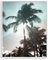 Stupell Industries Noah Bay Gerahmtes Giclée-Kunstdesign mit schattigen Palmen