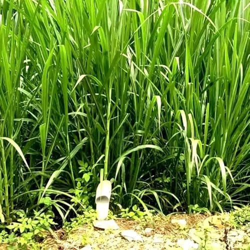 500 pcs elefantengras winterhart samen - teichpflanzen winterhart, Pennisetum purpureum, geschenk garten, bodendecker samen winterhart stauden winterhart mehrjährig steingartenpflanzen