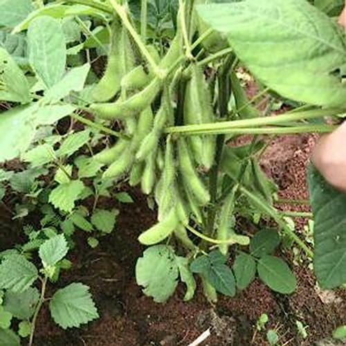 Semi di Edamame, 100 Pz/borsa Semi di Ortaggi Deliziosi Semi di Giardino Verde ad Alta Germinazione Produttiva a Crescita Rapida per Esterni Semi