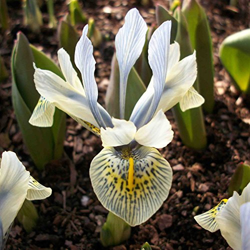 20x Iris Katherine Hodgkin (Kleine Netzblatt Iris) Zwerg Iris Mehrjährig mit hellblauen Blüten