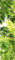 Scenolia Poster Vertical Papier Intissé Feuillage Jungle Tropical Bambou 60 x 240 cm - Déco Photographie Murale Trompe l'Oeil - Pose Facile et Qualité HD
