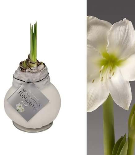 Carbeth Plants - Amaryllis White Waxed Bulb Live Houseplant in Gift Sleeve - No Water Indoor Flowering Hippeastrum Growing Bulb - Christmas Gardening Gift Idea for Plant Lovers (White Wax)