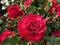 Rose 'Rouge Meilove®' - Beetrose rote Blüten - Rote Rose Pflanze Winterhart Halbschattig gesundes Laub - von Garten Schlüter - Pflanzen in Top Qualität
