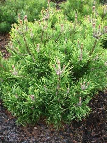 Bergkiefer, Pinus mugo var. mughus Krummholzkiefer 30-40 cm breit im 5 Liter Pflanzcontainer