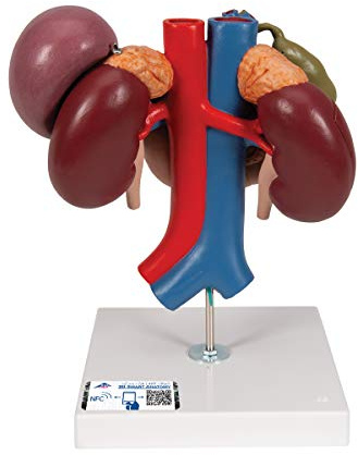 3B Scientific Menschliche Anatomie - Nieren mit hinteren Oberbauchorganen, 3-teilig + kostenlose Anatomie App - 3B Smart Anatomy