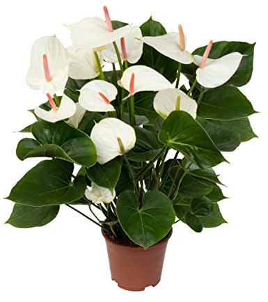 DECOALIVE Anthurium Snow Planta Natural con Flores de Color Blanco Planta de Interior Natural Anturio Flores Blancas