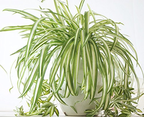 Liitrton 2 PCS Plastic Artificial Spider Plant Home Wedding Decor Simulation Greenery