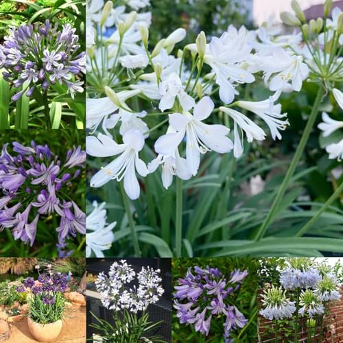 25 piezas Semillas resistentes de lirio africano Flores que crecen a la sombra, Agapanthus africano, Para decoración de paisajes de jardín en macetas de interior. plantas de exterior,