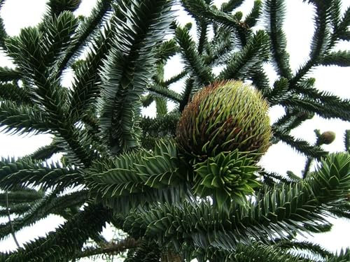 Chilenische Andentanne Araucaria araucana Pflanze 15-20cm Araukarie Schmucktanne