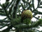 Chilenische Andentanne Araucaria araucana Pflanze 15-20cm Araukarie Schmucktanne