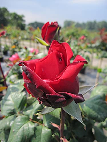 Edelrose Erotika® - Rosa Erotika® - dunkelrot - Duft +++ Tantau-Rose - ADR-Rose