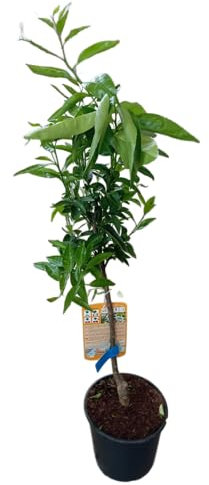 Árbol Natural - Naranjo - Planta Frutal Resistente y Fácil de Cuidar