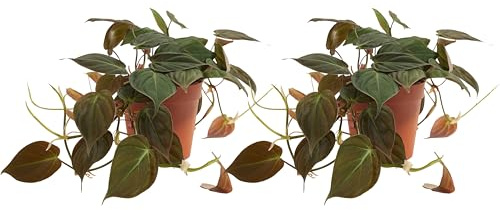 Bloomique - 2er Set - Philodendron Scandens Micans - Hängepflanze - Auch als Kletterpflanze geeignet - Zimmerpflanzen - Luftreinigend - Pflegeleicht - 15-20 cm hoch - Topf 12 cm