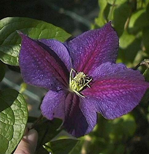Waldrebe Star of India 60-80cm - Clematis