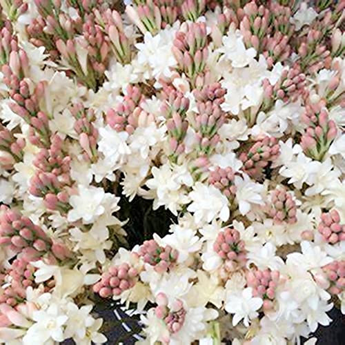 Tuberose Zwiebel, Duftende Blumen, Blumenzwiebeln MehrjäHrig, Winterhart Tuberose Pflanze, (Winterhart/Stauden/Staude/Mehrjährig), Pflegeleichte Gartenbepflanzung Im Freien,-8bulbs-C