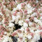 Tuberose Zwiebel, Duftende Blumen, Blumenzwiebeln MehrjäHrig, Winterhart Tuberose Pflanze, (Winterhart/Stauden/Staude/Mehrjährig), Pflegeleichte Gartenbepflanzung Im Freien,-8bulbs-C