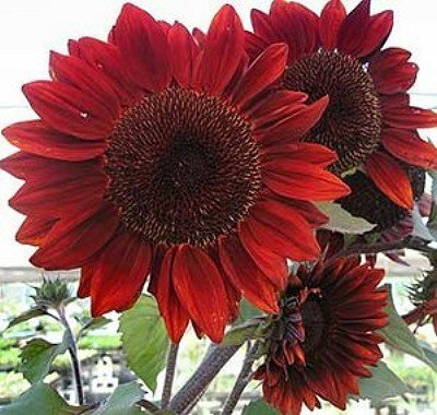 Erbstück 100 Samen Helianthus Sunflower Topinambur Sunroot Rote Blume Groß Seeds B4073