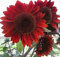 Erbstück 100 Samen Helianthus Sunflower Topinambur Sunroot Rote Blume Groß Seeds B4073