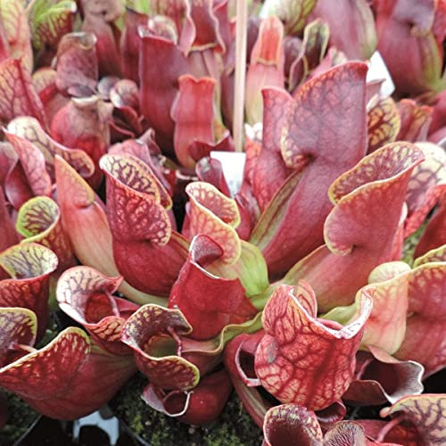 Purple Pitcher Plant 20+ Seeds Sarracenia Purpurea SSP Purpurea