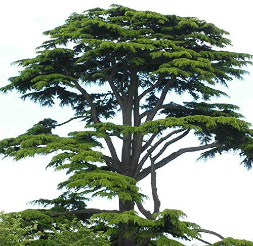 Vivaio di Castelletto Cedro del Libano, Cedrus libani, Pianta in vaso ø17 cm Cedro da Giardino