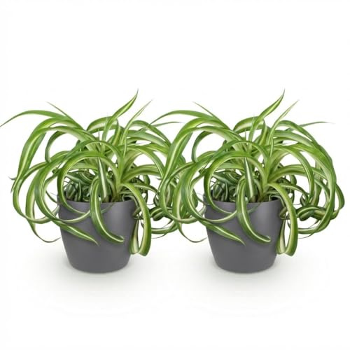 Green boutiQ - Plante d'intérieur - Chlorophytum comosum Bonnie - Lys de la paix ondulé - Plante amie des animaux - Vert - 2 Plantes - avec Pot Gris - Pot de 12 cm - Hauteur 20 cm
