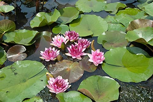 Lincolnshire Pond Plants Ltd - Perrys Almost Black Water Lily - Live Water Plant Aquatic Pond Lake Marginal - Large Kit