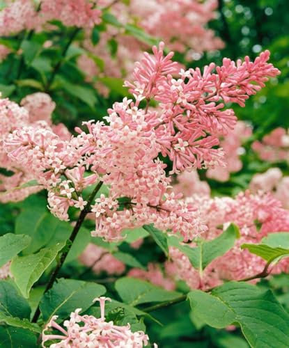 Hängender Flieder Syringa reflexa 175-200 cm, duftend, winterhart