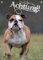 Petsigns English Bulldog - Hunde Warnschild - Achtung! Metallschild TOP, DIN A3