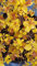 Spiraea japonica 'Golden Princess' / Spirée japonaise naine Golden Princess/Conteneur de 3 à 4 litres
