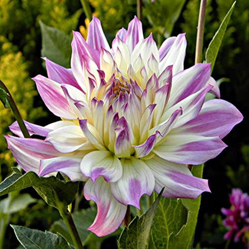 schone 1 x Dahlia Decorative Dinnerplate – Adds a Bright Splash of Colour Summer Flowering Bulb Perennials Your Beautiful Garden (1 Ferncliff Illusion), Pink,White