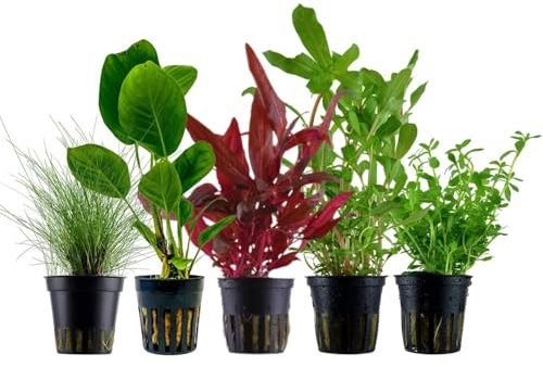 AquaOne Aquarium Pflanzen I 5X Wasserpflanzen I Einsteiger Aquarienpflanzen I Lilaeopsis Lagenandra Cryptocoryne Echinodorus I Set mit 5 Aquariumpflanzen