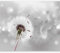 murando - Vlies Fototapete Pusteblumen 350x256cm Foto Tapete Wohnzimmer Vliestapete XXL Motivtapeten Bildtapete 3d Effekt Wand Dekoration - Pusteblume Blumen Natur bokeh Blitz grau b-C-0072-a-b