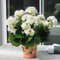 100 Pz Semi di Pelargonium Geranio Fiore Giardino Balcone Bonsai Pianta in Vaso Decorazione Fiore Albero da Frutto Semi di Ortaggi Bianco Semi Di Geranio