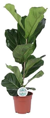 Ficus lyrata – Geigen-Feige – Zimmerpflanze – Luftreinigend – Dekorativ – Ø17 cm – Höhe ca. 60 cm – Pflegeleicht – Wohnzimmerpflanze