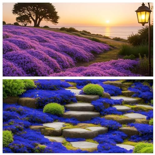 Semi di timo striscianti per piantare timo Serpyllum – Heirloom – Semi di timo strisciante facile da piantare – aperto impollinato (blu+viola)