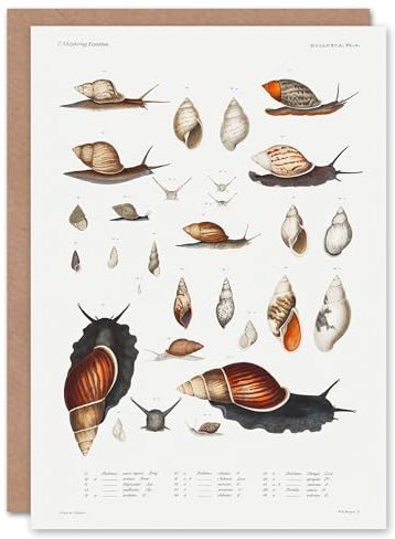 Artery8 Augustus A Gould Art Card Snail Varieties Vintage Illustration