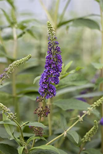 Buddleja davidii 'Empire Blue' 60-100 cm – Winterhart, Mehrjährig, Pflegeleicht – Schmetterlingsflieder – Zierstrauch für Garten & Beet
