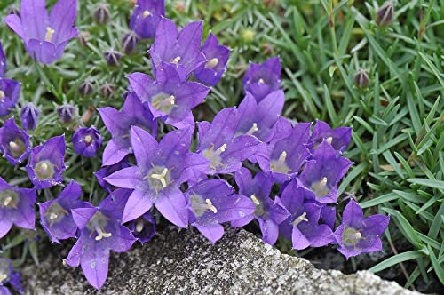 Büschelglocke, Becherglocke Edraianthus 30 Samen - Staude, bodendecker