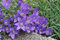 Büschelglocke, Becherglocke Edraianthus 30 Samen - Staude, bodendecker