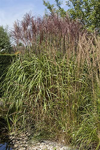Phragmites australis 9x9 cm Topf – Winterhart, Mehrjährig, Pflegeleicht – Schilfrohr – Teichpflanze für Teichrand & Sumpfzone