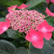 Hydrangea pflanzen zwiebeln,winterharte pflanzen,Stauden,locken Bestäuber an und wachsen schnell,blumenzwiebeln mehrjährig winterhart(keine Samen,nicht künstlich und winterhart)-1zwiebeln-C
