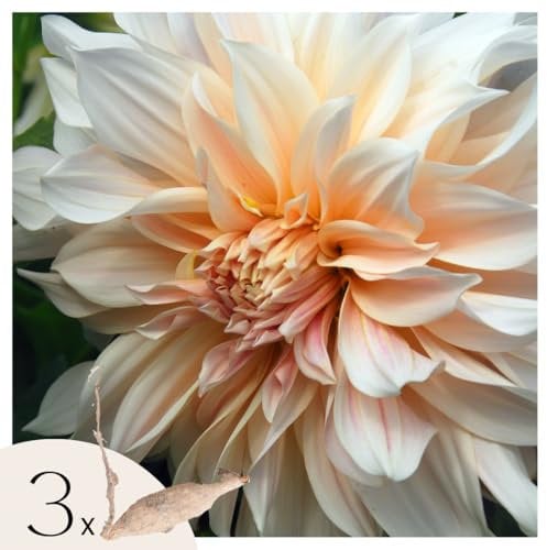 Plant in a Box - Dahlien - 3er Set - Dahlia 'Cafe au Lait' XXL - Dahlienknollen pflanzen - Sommerblüher - Gelbe, Rosa und Weiße Blüten - Ideal für Garten und Beete